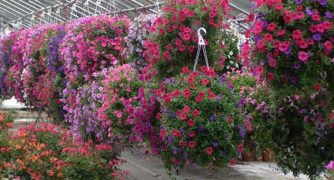Hanging baskets in a nursery