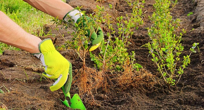 Planting hedges