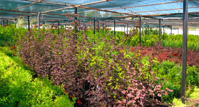 Trees growing in nursery